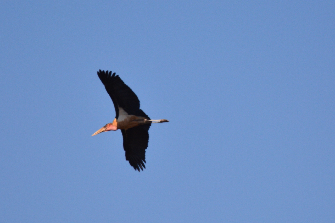 Leptopilos crumenifer